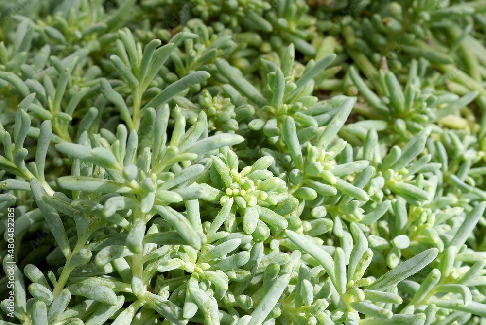 The foliage of the succulent commonly known as little pickles (Othonna capensis) The foliage of the succulent commonly known as little pickles (Othonna capensis)