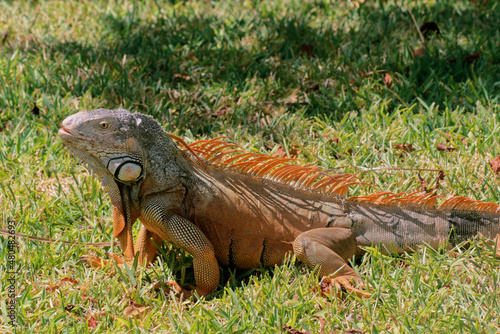 iguana in the grass 