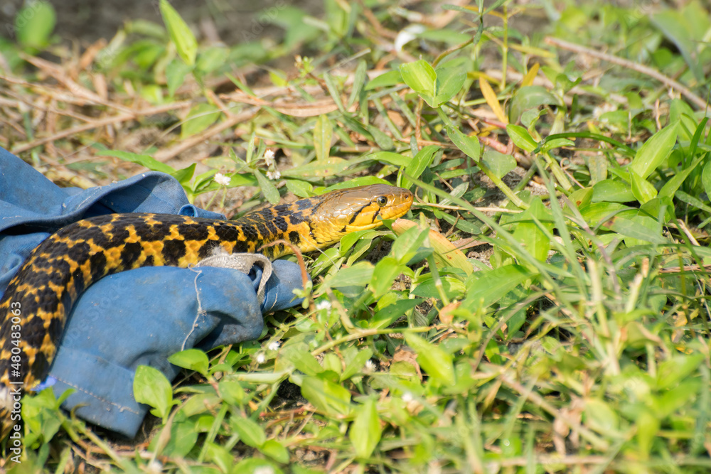 Beautiful yellow snake with black spots coming out of it's hide, nature stock image shot at kolkata, Calcutta, West Bengal, India