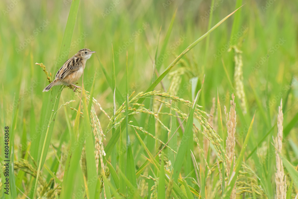Fully grown paddy in a paddy field, green agriculture land, rural image of West Bengal, India. Paddy is the biggest agricultural product of rural India, especially in West Bengal, India. Fully grown paddy in a paddy field, green agriculture land, rural image of West Bengal, India. Paddy is the biggest agricultural product of rural India, especially in West Bengal, India.