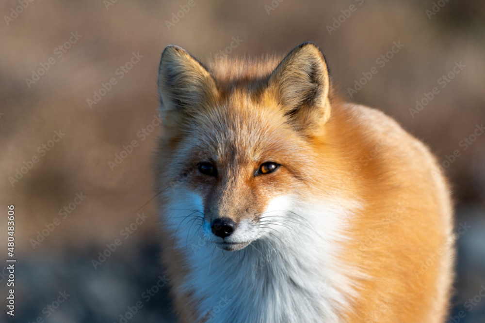 Fototapeta premium A cute young wild true red fox, Vulpes Vulpes, standing on all four paws attentively staring ahead as it hunts. It has a sharp piercing stare, orange soft fluffy fur, and a long red tail.
