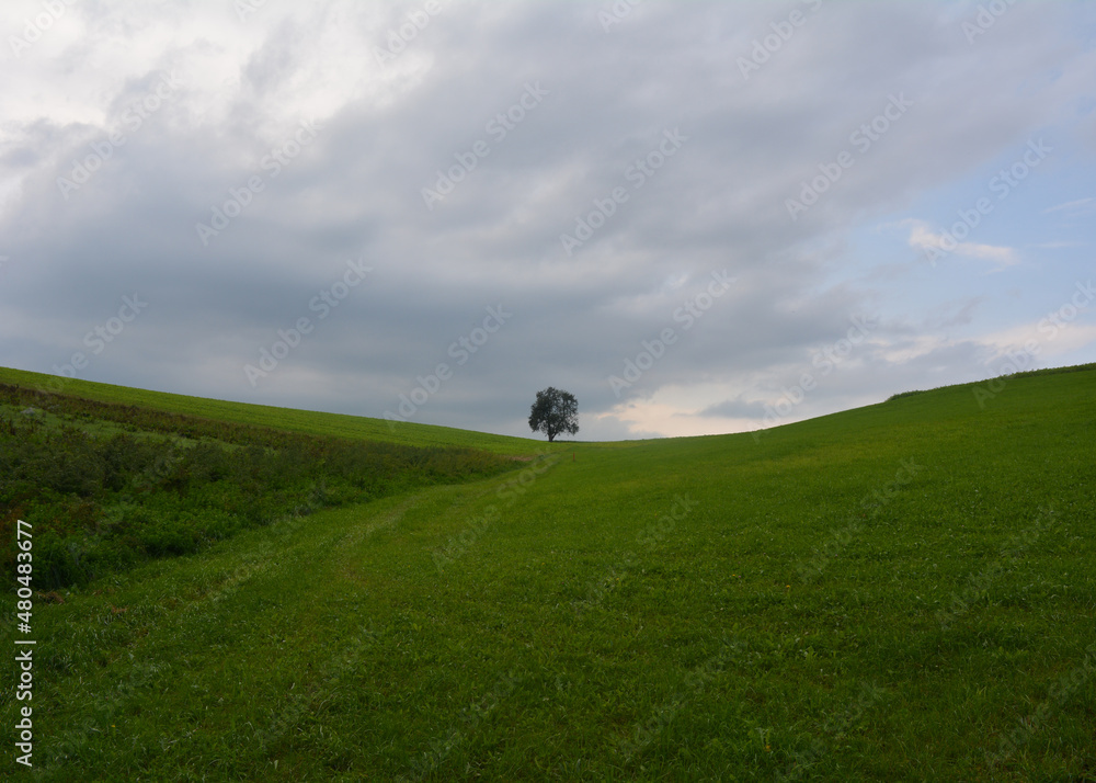 Fototapeta premium Tree on a green hill