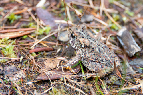 A common toad, amphibian, hiding among green grass, yellow leaves, swamp ground, and weeds. The aquatic reptile is small, camouflaged, slimy, and wet with brown warty bumps on the organism's back. 