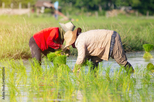farmer transplant rice seedlings in rice field © ittipol
