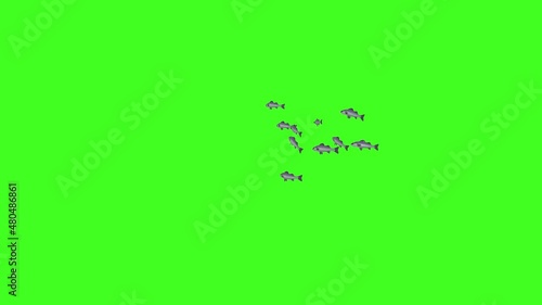 Fish Animation, Fish Swim Green Screen Video, 3D Animation, Underwater, Single and Group, Fish group underwater,  Chroma screen, Realistic fish animation, Isolated School of Fish