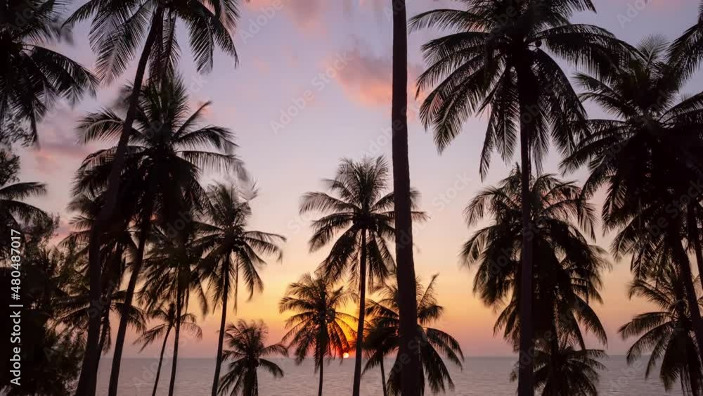 Timelapse of Sunset sky and clouds with coconut palm trees in Phuket Thailand Nature background Coconut palm trees blow in wind Timelapse of Sunset sky and clouds with coconut palm trees in Phuket Thailand Nature background Coconut palm trees blow in wind