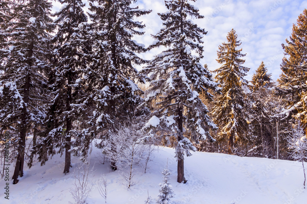 Fototapeta premium Landscape of a coniferous high forest on a hill with white fresh clean snow around. 