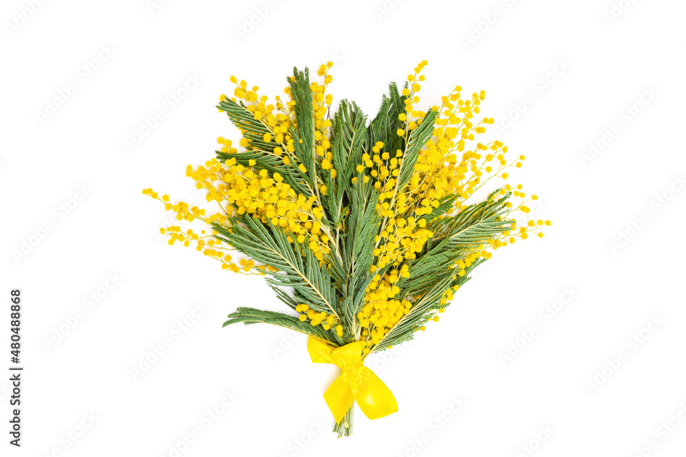 Obraz premium Mimosa flowers bouquet, spring season gift isolated on white background. Fresh fluffy yellow blooming acacia with green leaves, Holiday concept for Mothers day, 8 March, Womens day