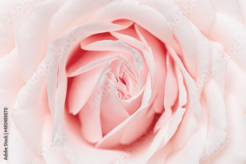 Close up white pink rose flower, delicate macro petals pastel colors, aesthetic floral background. Fresh tenderness bloom rose, fon for congratulations. Soft focus nature flowery image.