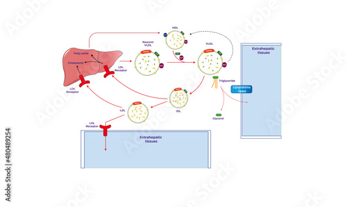LDL metabolism [Low density lipoprotein]