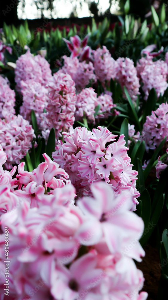 Hyacinthus or Scilloideae, Asparagaceae or Hyacinthus or Plantae Hyacinthus or Scilloideae, Asparagaceae or Hyacinthus or Plantae