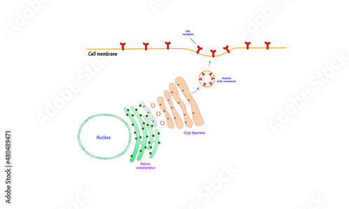 LDL receptor formation [endomembrane system]