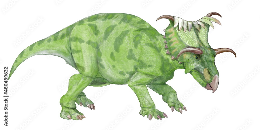 Obraz premium アメリカ合衆国ユタ州の白亜紀地層からはケラトプス類に属する様々な角竜の骨格や皮膚の印象などの化石が発見されている。コスモケラトプスもその中の一つだが、ユニークな頭部の形態を持つケラトプス類の中でもひときわ奇妙な頭部の装飾を持つ。目の上の角は頭骨から横に伸び、薄く鋭くとがっているが、、その先端は下向きであり、威嚇としても、武器としても今一つ実用的ではない。