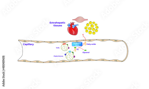 Lipoprotein Lipase [VLDL and chylomicrons]