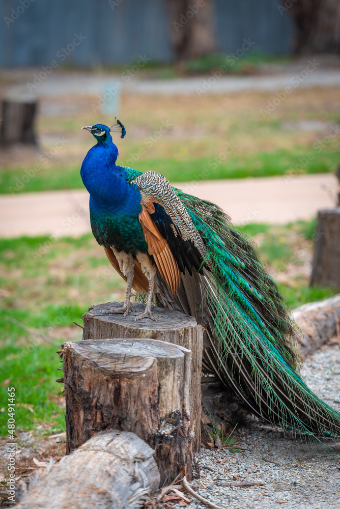 Obraz premium peacock with feathers