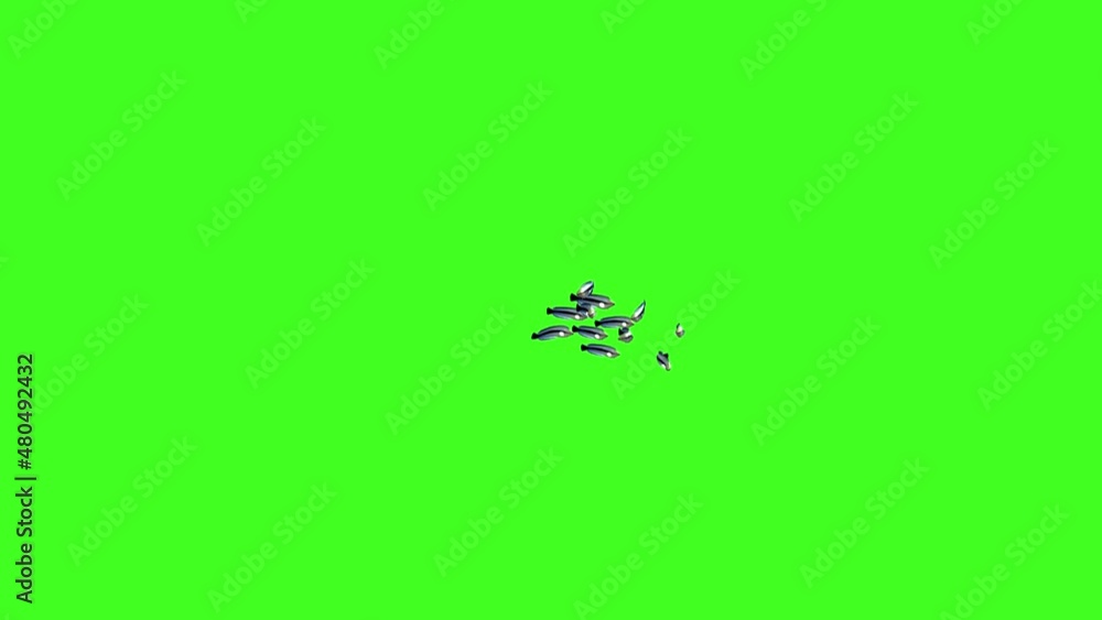 Fish Animation, Fish Swim Green Screen Video, 3D Animation, Underwater, Single and Group, Small fish group swimming, silverfish, realistic fish animation, green screen, Chroma, Isolated School of Fish Fish Animation, Fish Swim Green Screen Video, 3D Animation, Underwater, Single and Group, Small fish group swimming, silverfish, realistic fish animation, green screen, Chroma, Isolated School of Fish