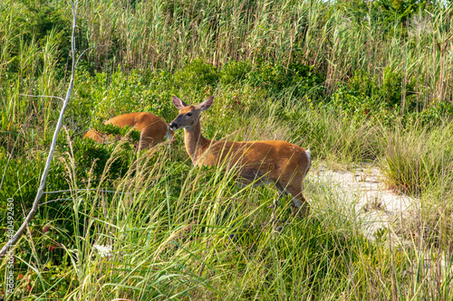 Fototapeta Naklejka Na Ścianę i Meble -  deer in the grass