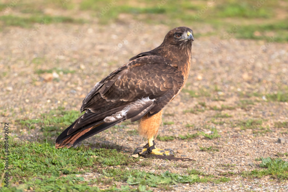 Fototapeta premium A wildlife rescued Red Tailed Hawk