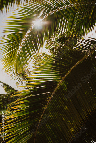 palm leaves in the sun