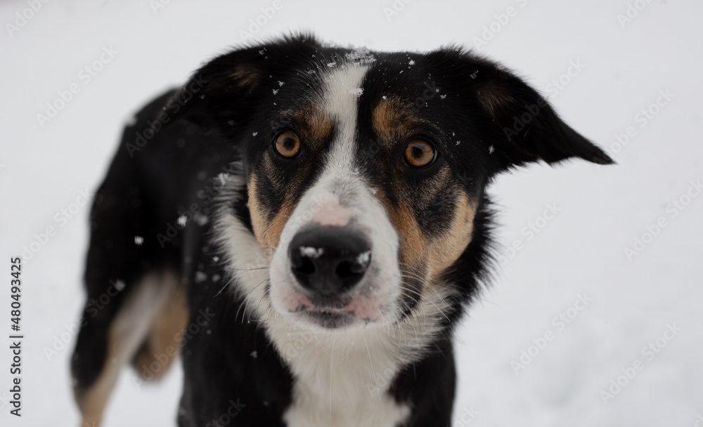 Young Border collie with snowflakes on head