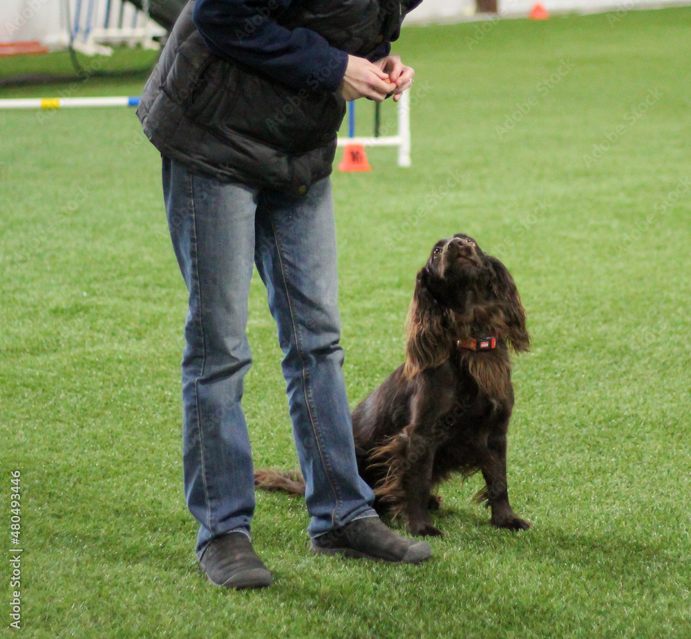 Fototapeta premium Working cocker spaniel looking at trainer