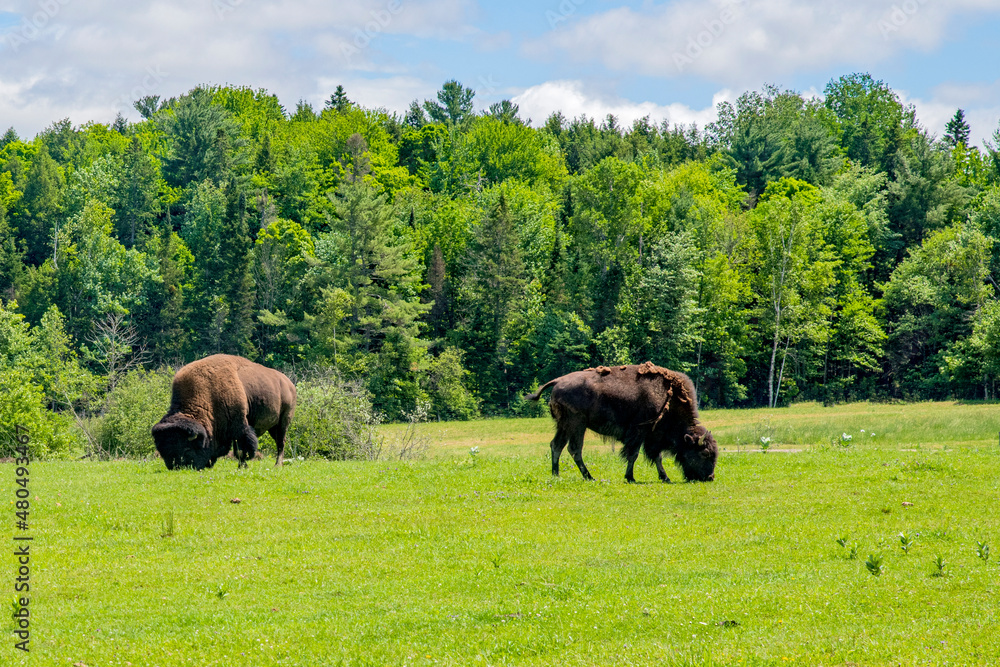 bison bison