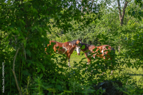 hors in the meadow