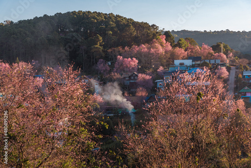 Cherry blossom pink sakura flower blooming at the Rong Kla country village