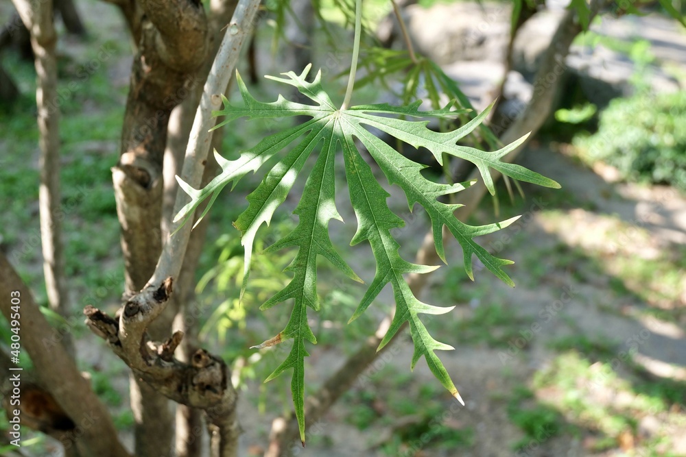 Jatropha Multifida or Coral Plant Leaves on The Tree