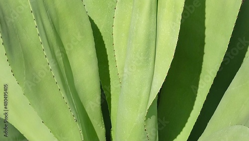 Close Up Agave Plants Decoration in The Garden photo