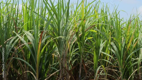 Sugarcane stalks grow at field. Close up of sugarcane swaying in the wind. 