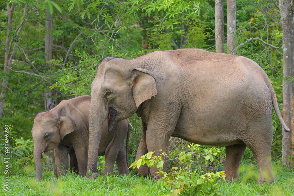 Wild elephant mother and baby elephant foraging in a national park, Thailand