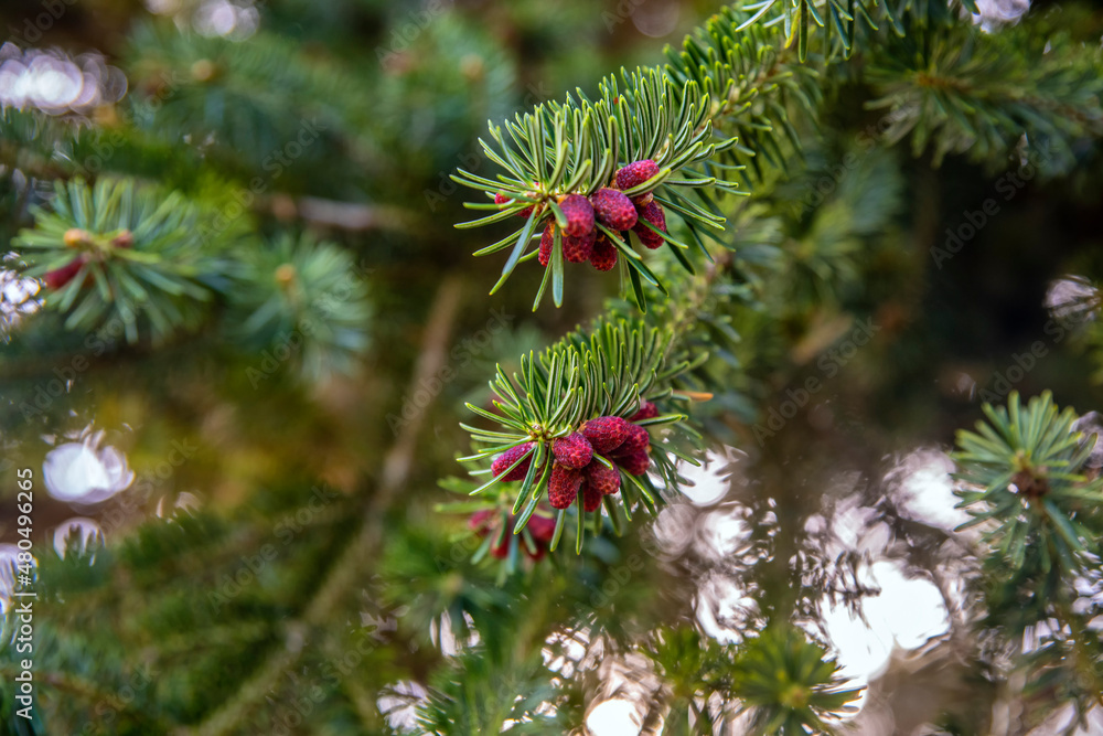 close up of pine branches