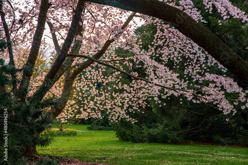 cherry blossom