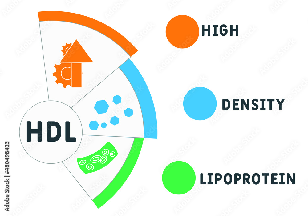 HDL - High-density lipoprotein acronym. business concept background. vector illustration concept with keywords and icons. lettering illustration with icons for web banner, flyer, landing HDL - High-density lipoprotein acronym. business concept background. vector illustration concept with keywords and icons. lettering illustration with icons for web banner, flyer, landing