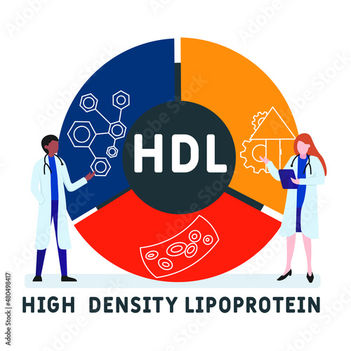 HDL - High-density lipoprotein acronym. business concept background.  vector illustration concept with keywords and icons. lettering illustration with icons for web banner, flyer, landing 