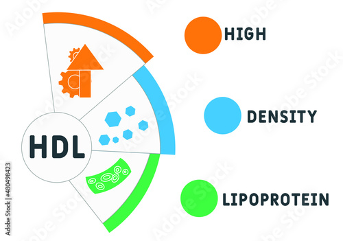 HDL - High-density lipoprotein acronym. business concept background.  vector illustration concept with keywords and icons. lettering illustration with icons for web banner, flyer, landing 