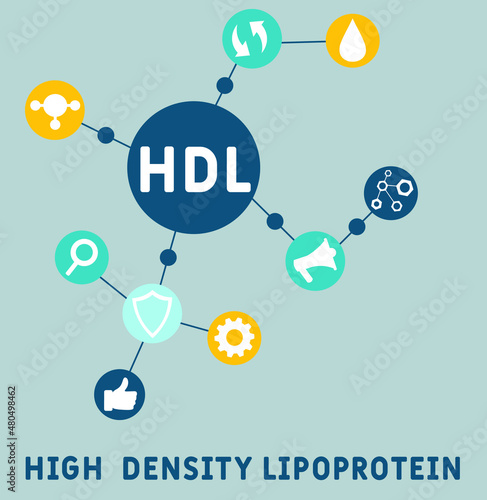 HDL - High-density lipoprotein acronym. business concept background.  vector illustration concept with keywords and icons. lettering illustration with icons for web banner, flyer, landing 