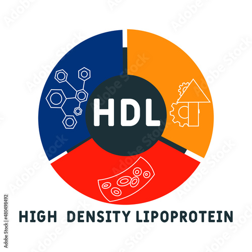 HDL - High-density lipoprotein acronym. business concept background.  vector illustration concept with keywords and icons. lettering illustration with icons for web banner, flyer, landing 