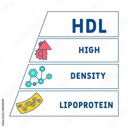 HDL - High-density lipoprotein acronym. business concept background.  vector illustration concept with keywords and icons. lettering illustration with icons for web banner, flyer, landing 