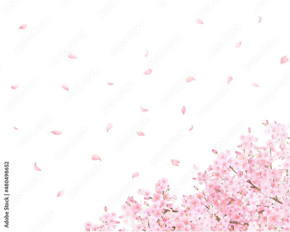 美しく華やかな花びら舞い散る春の桜の白バックフレーム背景素材
