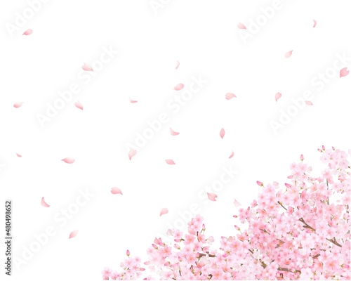 美しく華やかな花びら舞い散る春の桜の白バックフレーム背景素材
