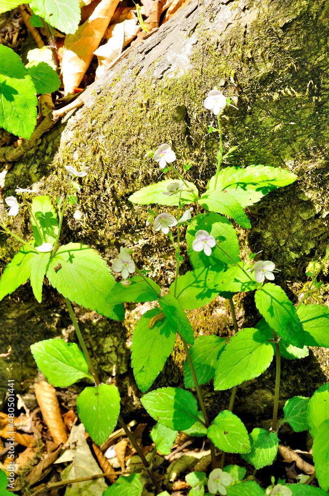 奥秩父の両神山にてクワガタソウの花
クワガタソウはオオバコ科クワガタソウ属の多年草。　和名：鍬形草　クワガタソウは5～6月頃、山地の樹林で見られる花。背丈は10～20cm程で、白にピンクの筋の入った萼を4個咲かせる。
