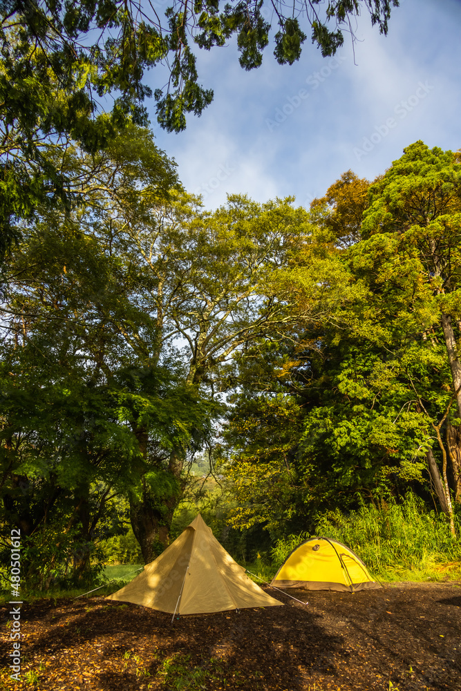森の中でキャンプ Camping outdoors in the woods 森の中でキャンプ Camping outdoors in the woods