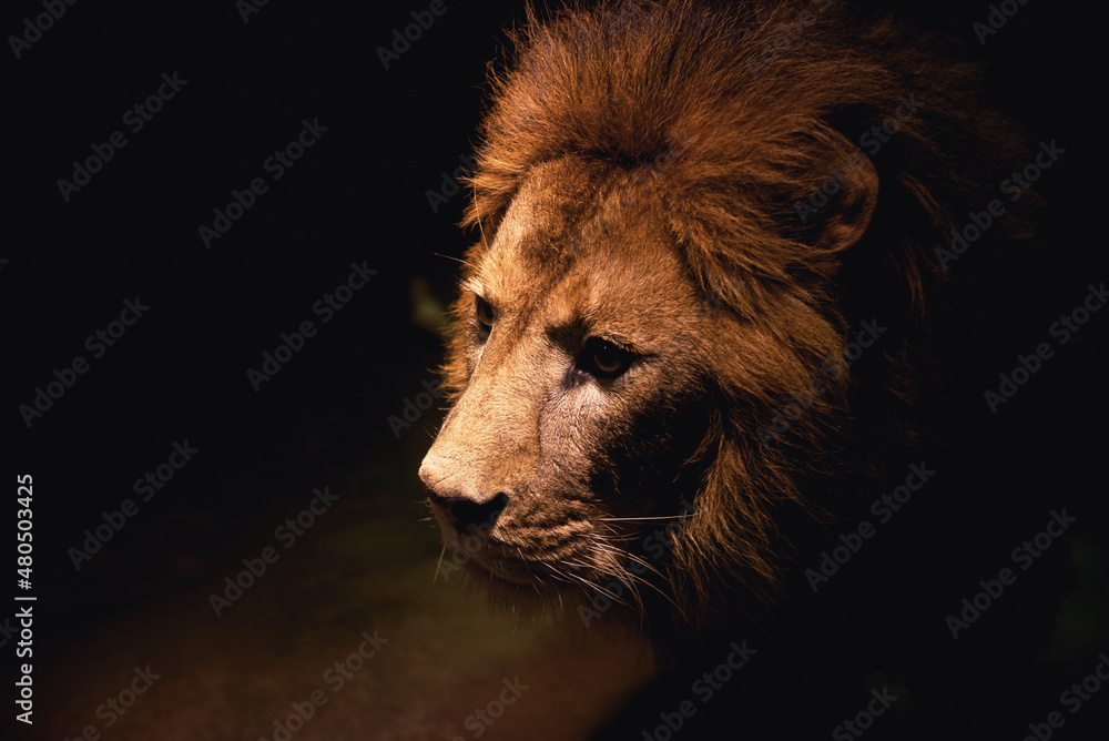 Naklejka premium ライオン