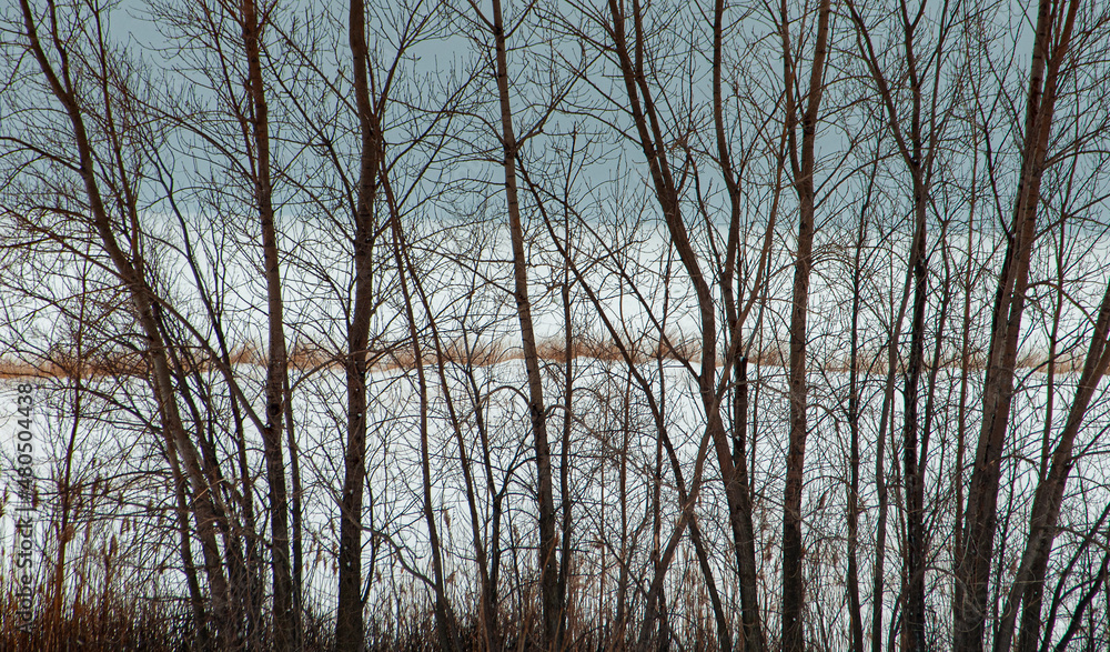537-37 Lake Michigan Through the Trees 537-37 Lake Michigan Through the Trees