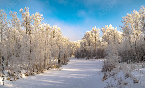 white trees standing on the banks of a frozen river