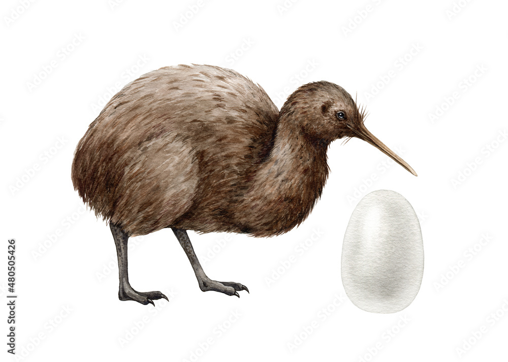 Kiwi bird with egg. Watercolor illustration. Hand drawn apteryx native New  Zealand avian. Kiwi bird realistic front view single with egg element. New  Zealand cute national symbol. White background Stock Illustration |