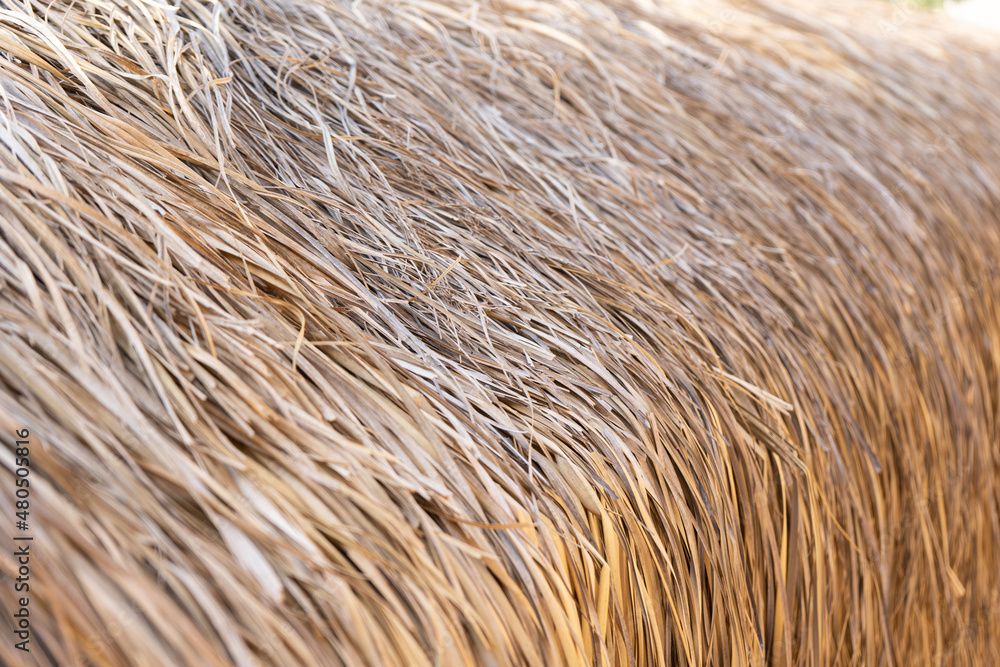 Abstract background with beach straw umbrella, straw texture Abstract background with beach straw umbrella, straw texture