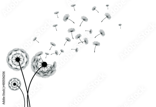 Dandelion blowing by the wind on a white background